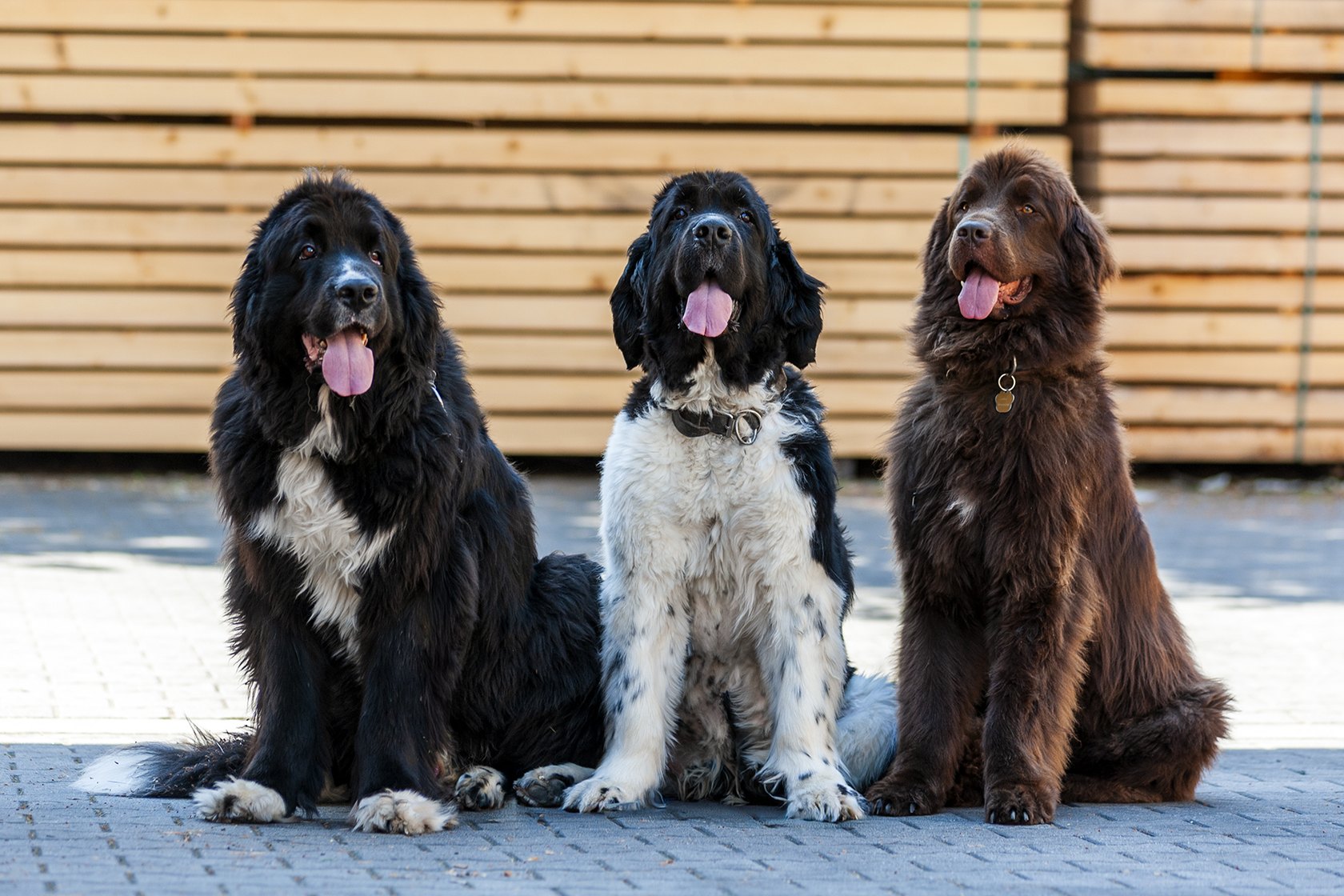 Sam, Charlie und Helmut