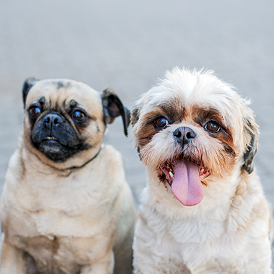 Zsazsa und Bommel