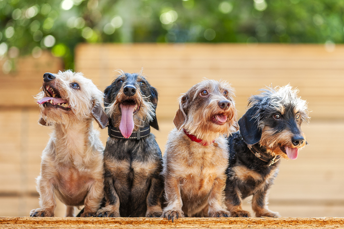 Moritz, Otto, Franzi et Max du backoffice Abresch