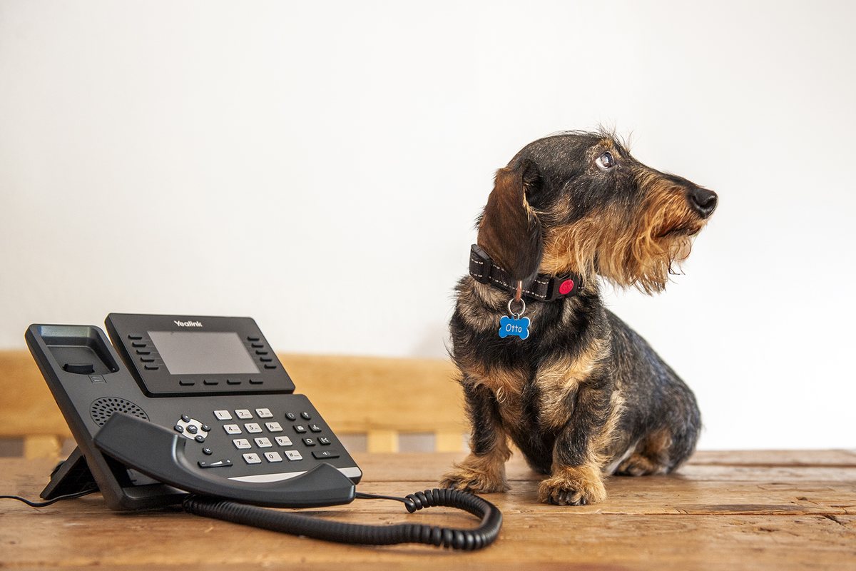 Dackel Otto beim Telefonservice