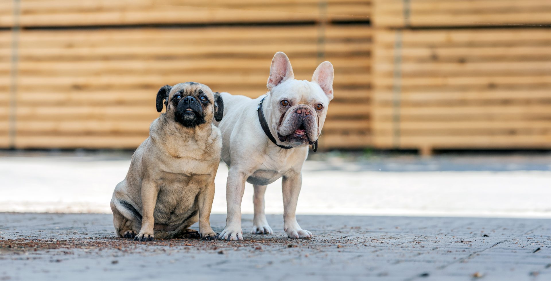 Zsazsa und Henry aus dem Backoffice