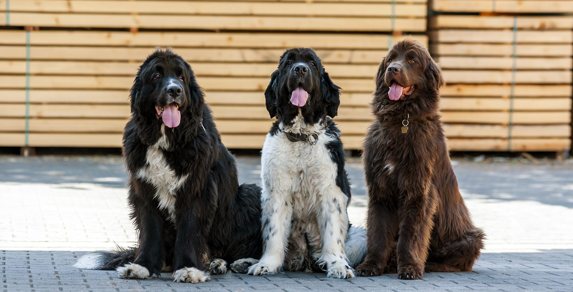 Sam, Charlie und Helmut aus dem Backoffice