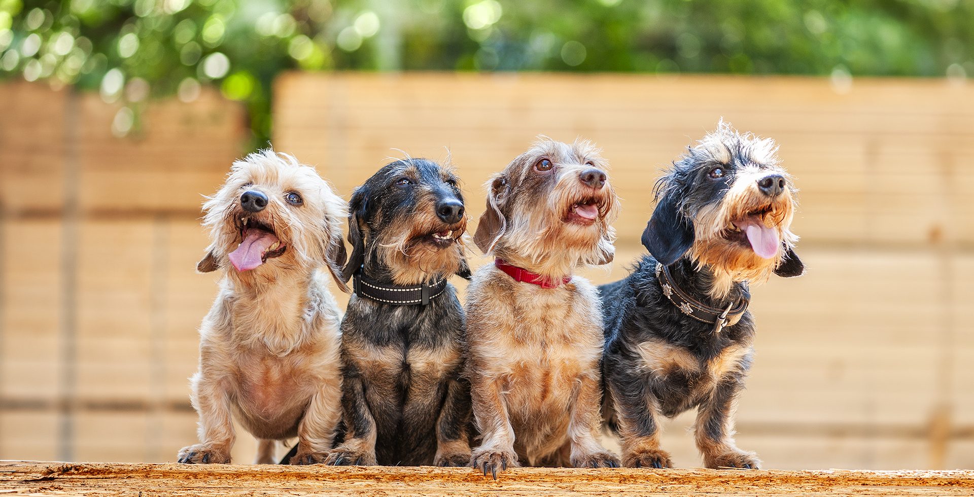 Moritz, Otto, Franzi und Max aus dem Backoffice