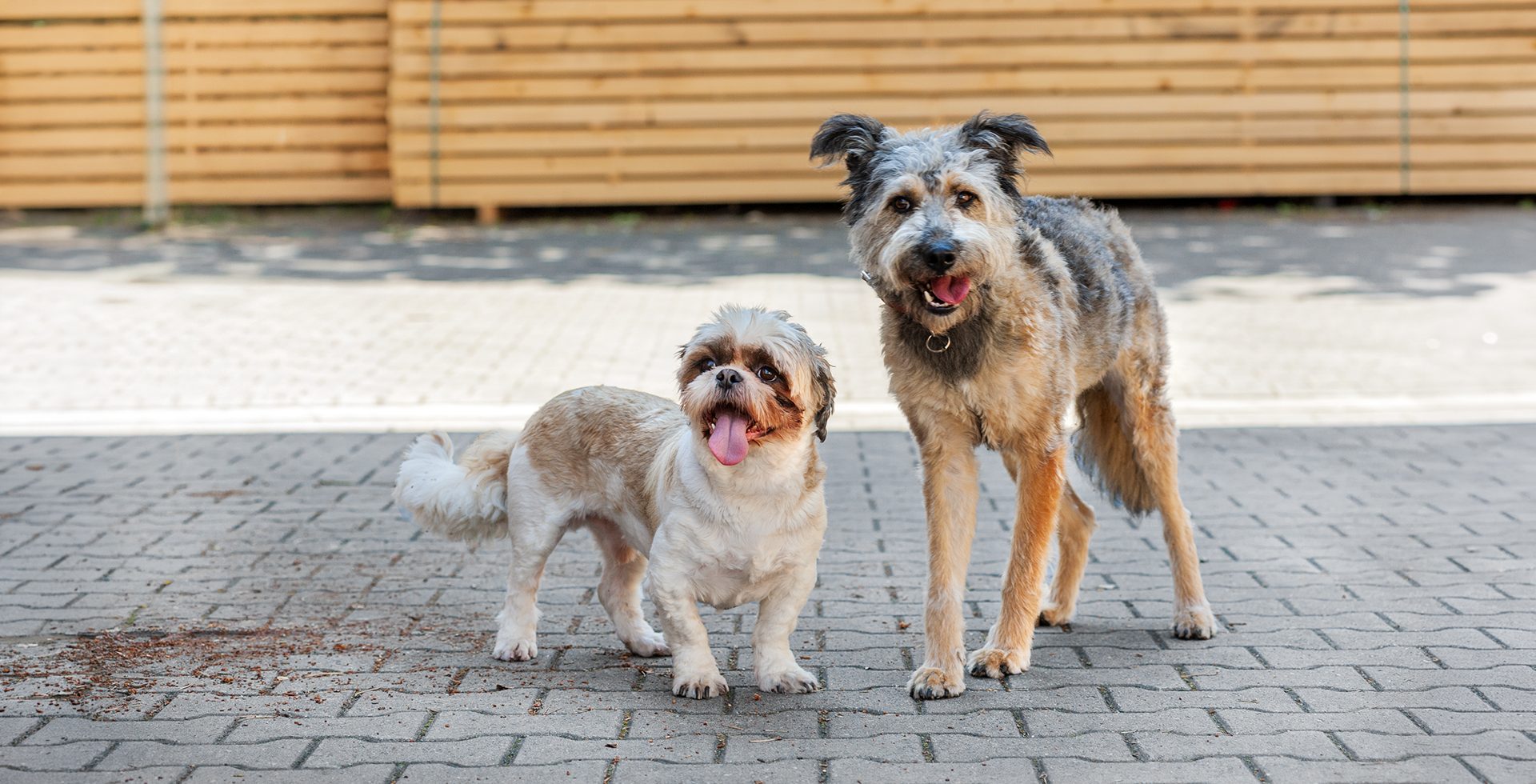 Bommel und Tilly aus dem Backoffice